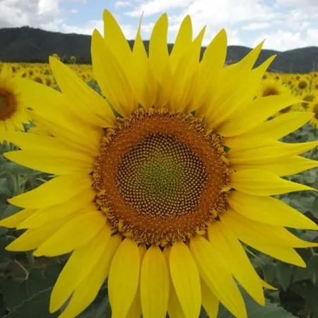 Bed and breakfast Casale Millesoli Mugnano (Umbria)