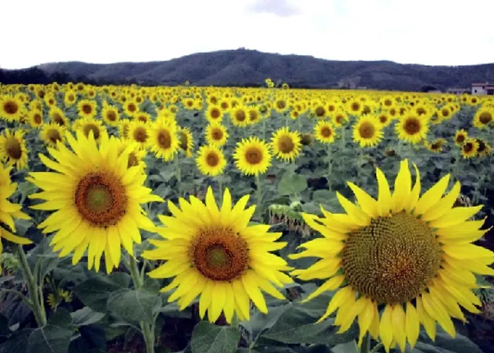 Bed & Breakfast Casale Millesoli