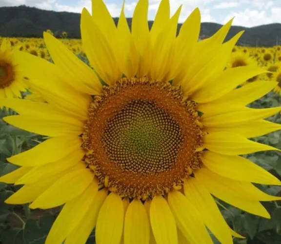 Bed & Breakfast Casale Millesoli Mugnano (Umbria)